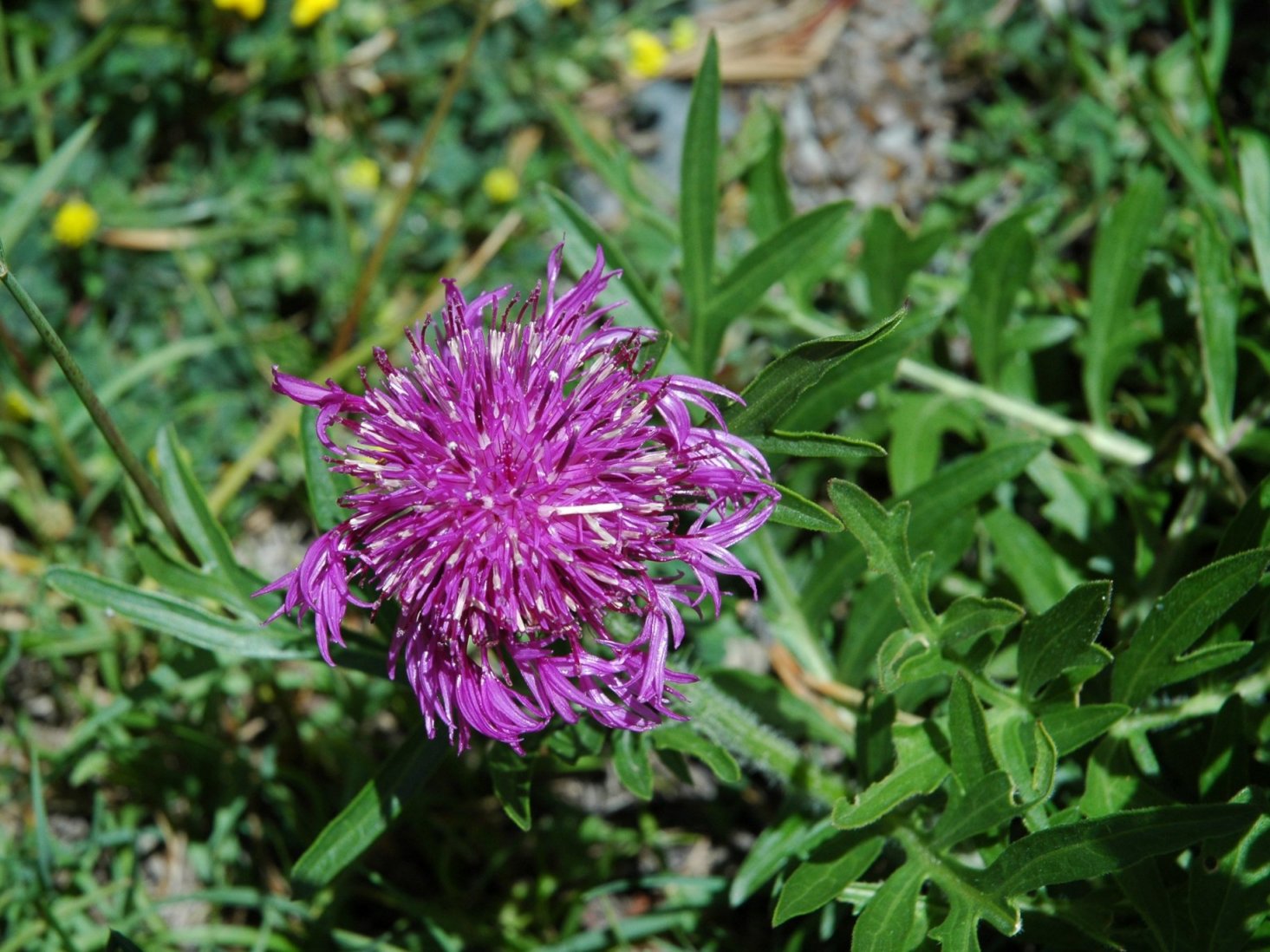 Centaurea scabiosa subsp. alpestris